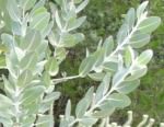 6 Eucalyptus